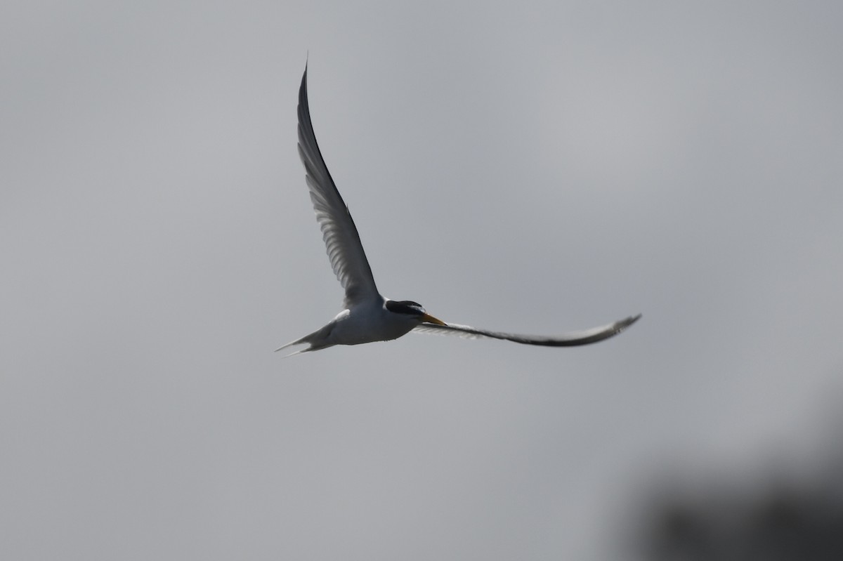 Least Tern - ML618077700