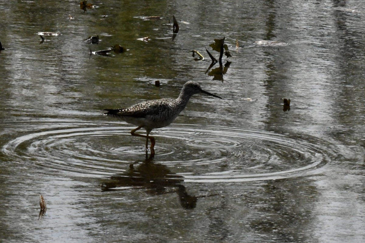 Greater Yellowlegs - Stephen Broker