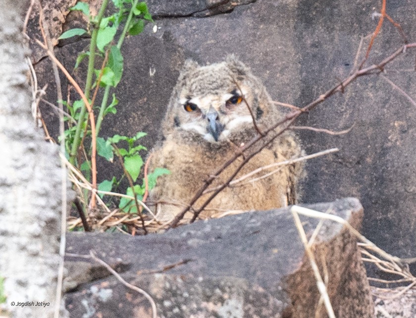 Rock Eagle-Owl - ML618077707