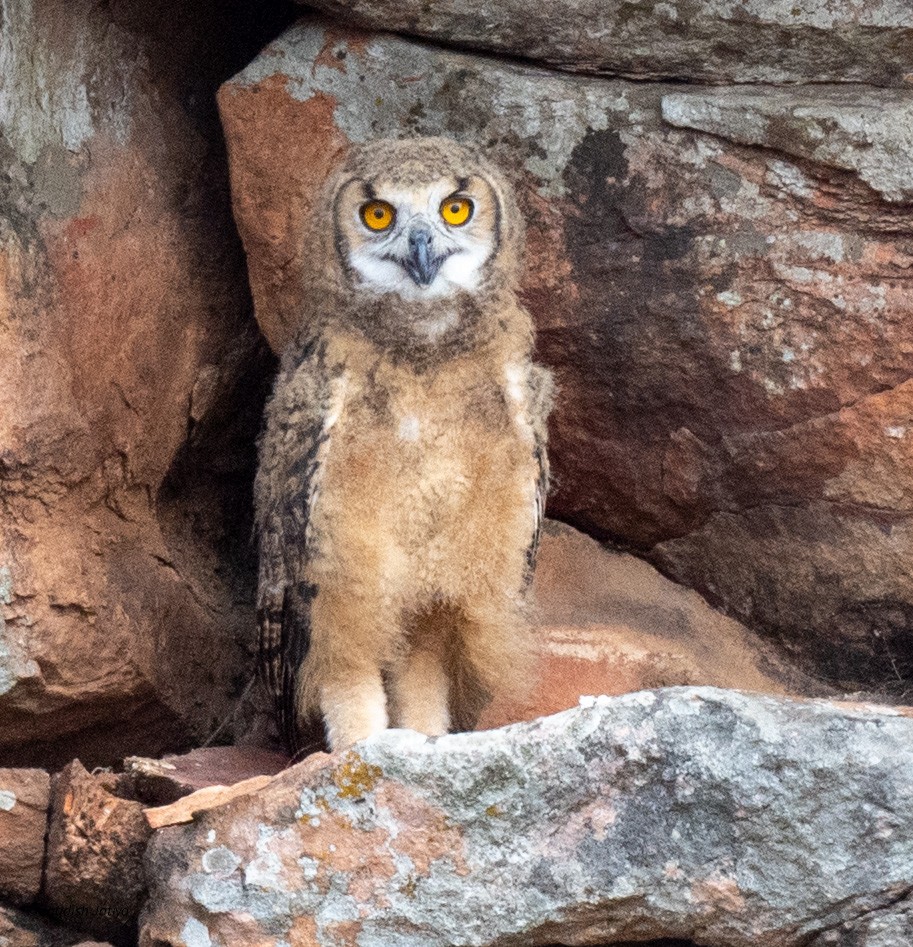 Rock Eagle-Owl - ML618077708