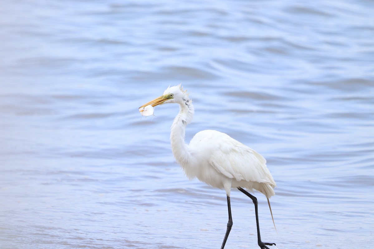 Great Egret - ML618077713