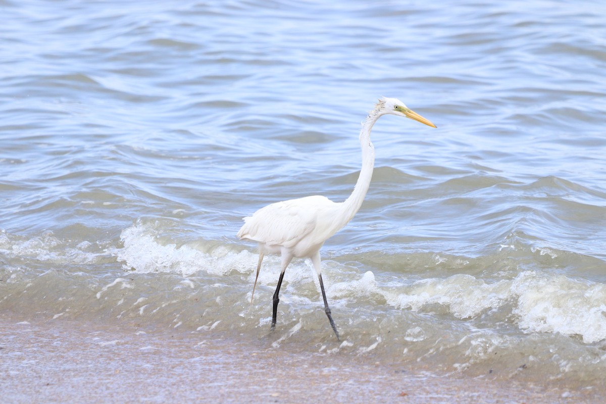 Great Egret - Carla Calamari