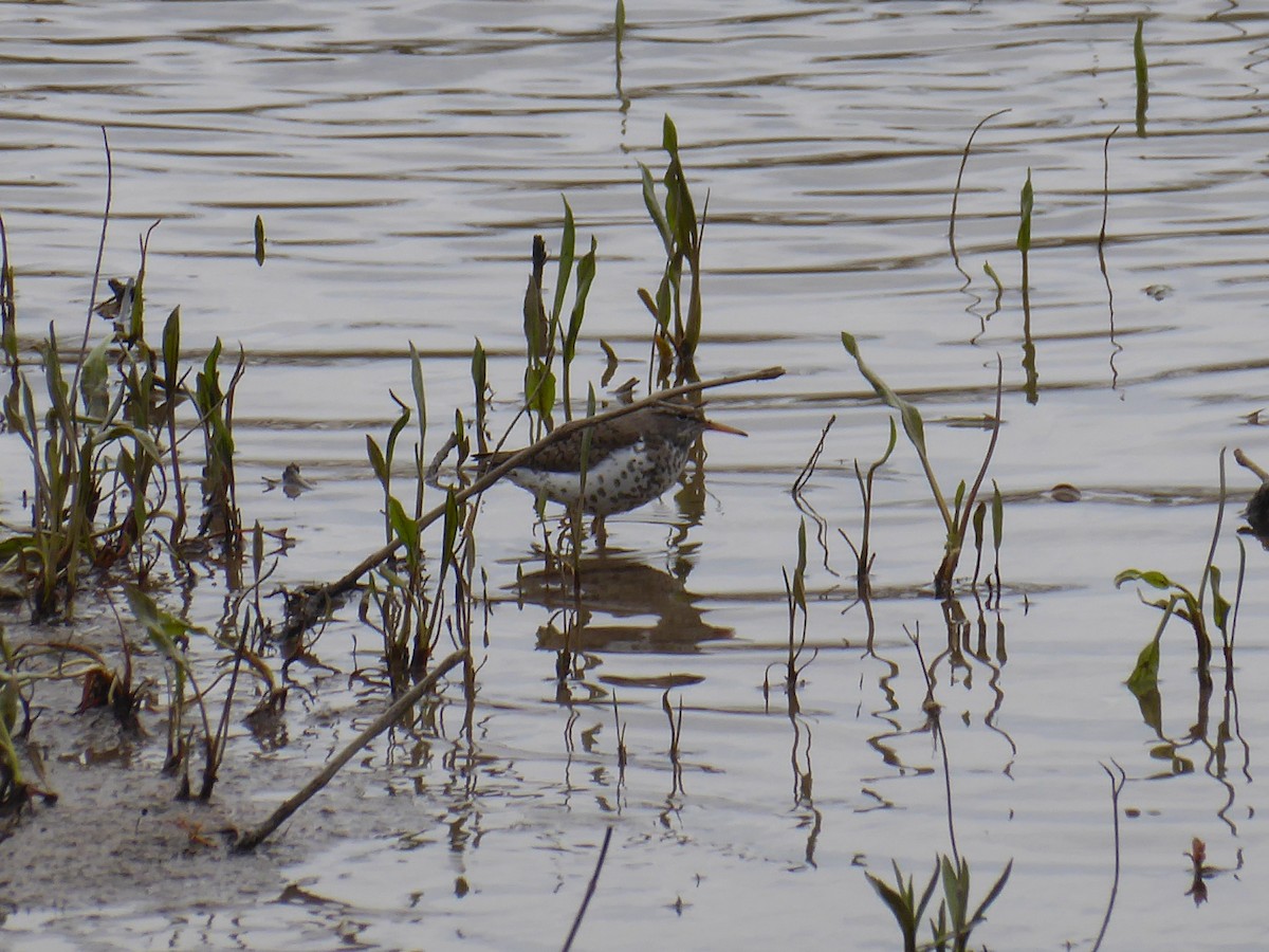 Spotted Sandpiper - ML618077735