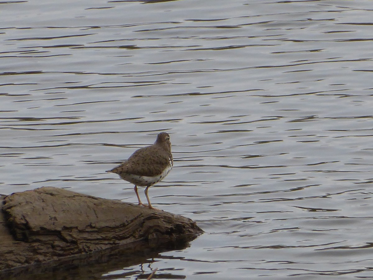 Spotted Sandpiper - M. Jordan