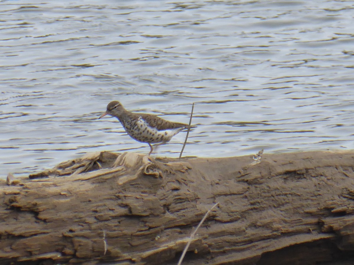 Spotted Sandpiper - M. Jordan