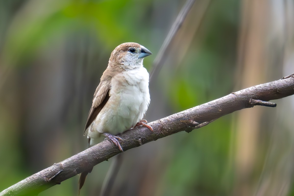 Indian Silverbill - ML618077758