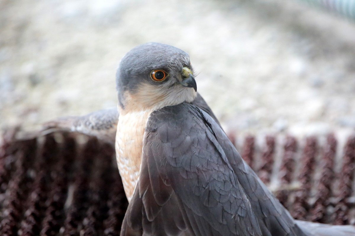 Eurasian Sparrowhawk - ML618077760