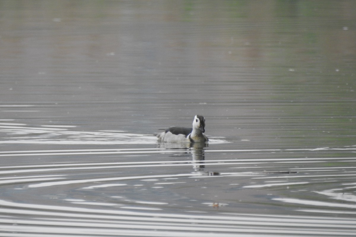 Cotton Pygmy-Goose - Zhanyi Lin