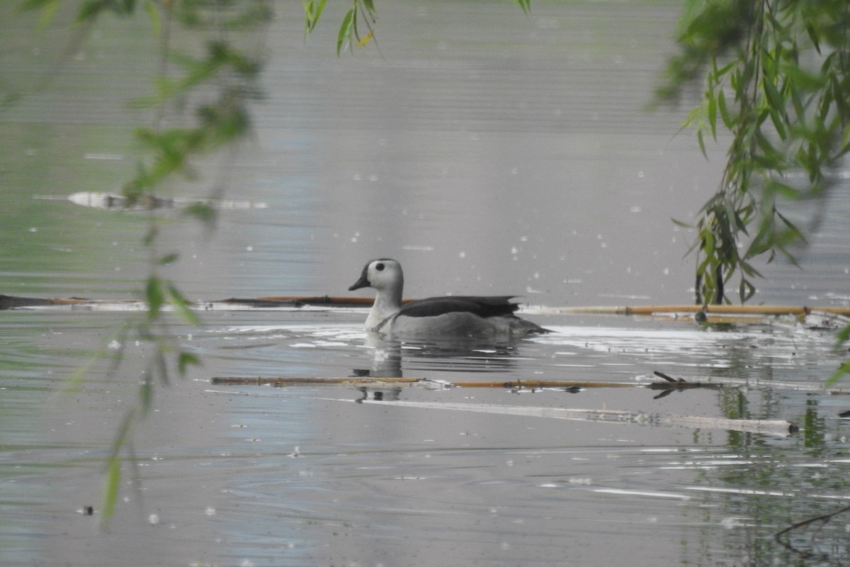 Cotton Pygmy-Goose - Zhanyi Lin