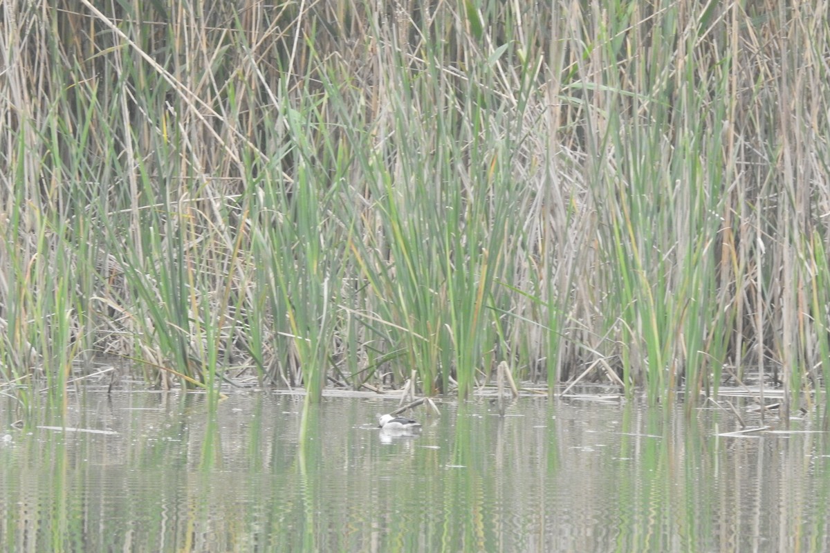 Cotton Pygmy-Goose - Zhanyi Lin