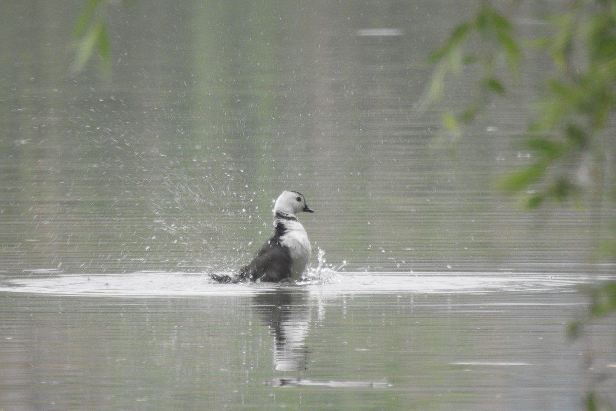 Cotton Pygmy-Goose - Zhanyi Lin