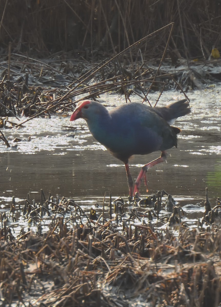 Gray-headed Swamphen - ML618077770