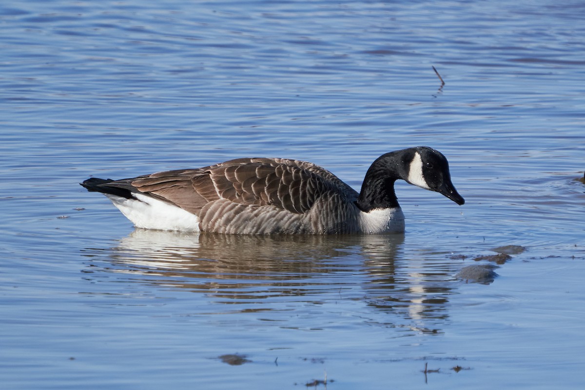 Canada Goose - Dominique Genna