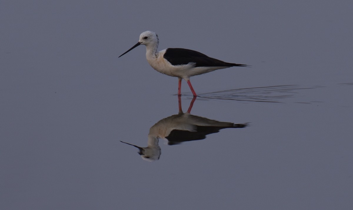 Black-winged Stilt - ML618077777