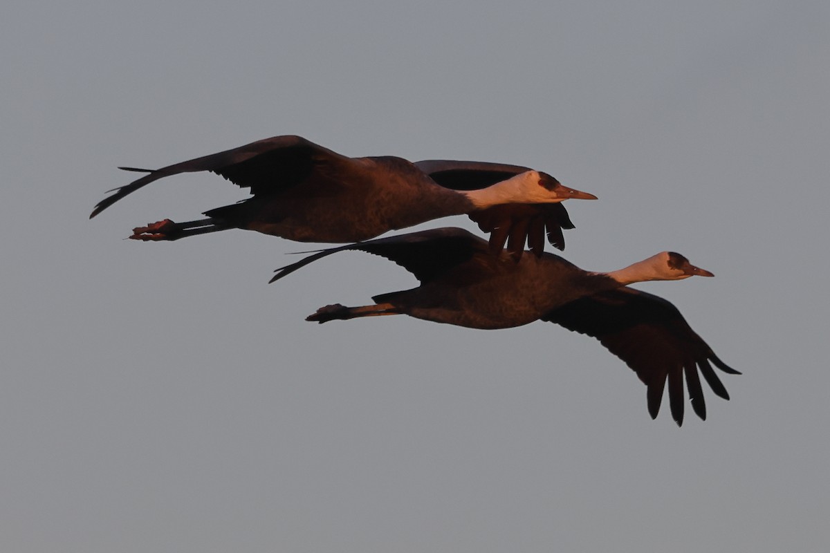 Hooded Crane - ML618077782