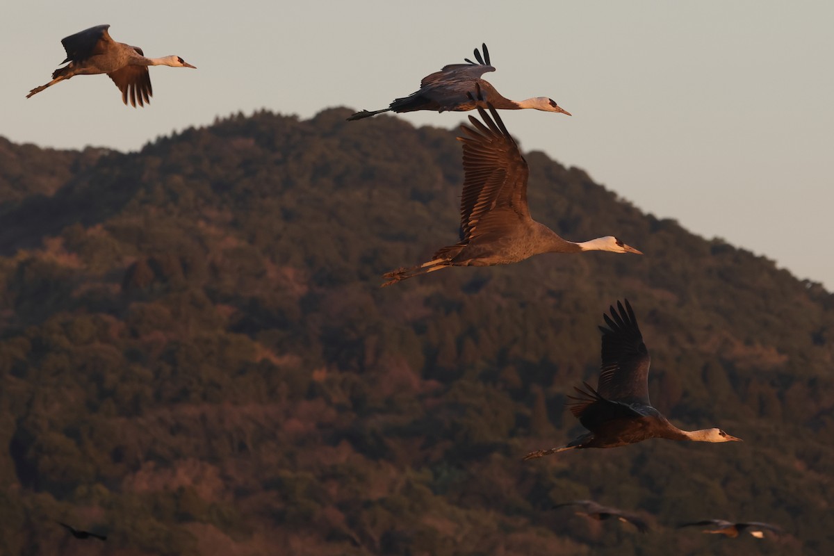 Hooded Crane - ML618077784