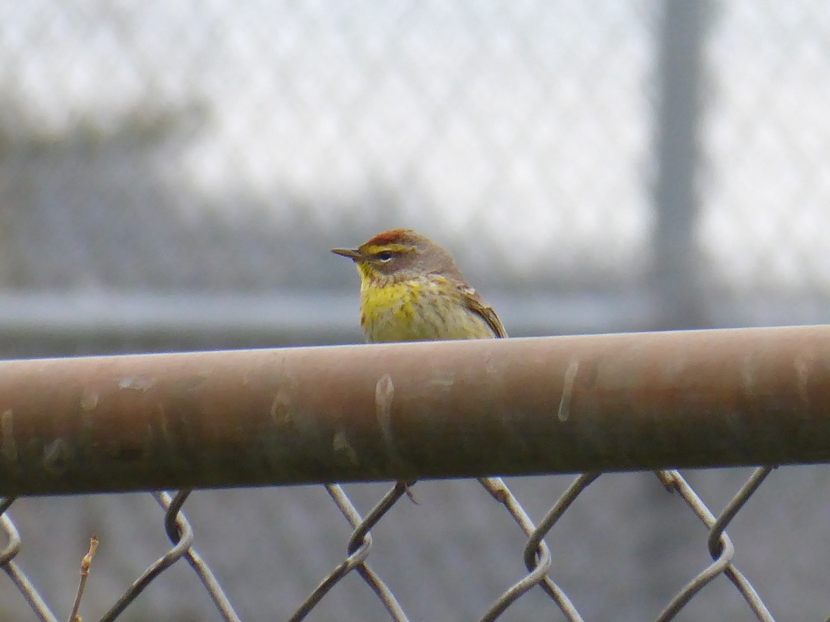 Palm Warbler - ML618077785