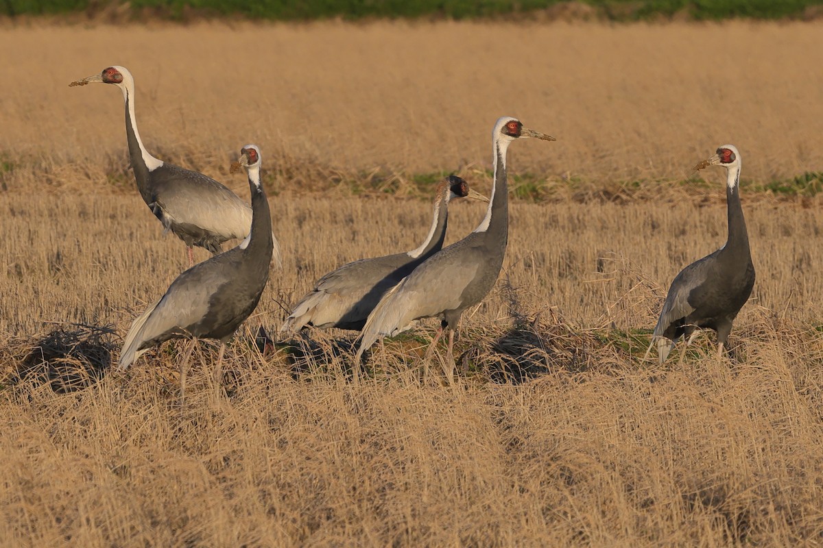 Grulla Cuelliblanca - ML618077789