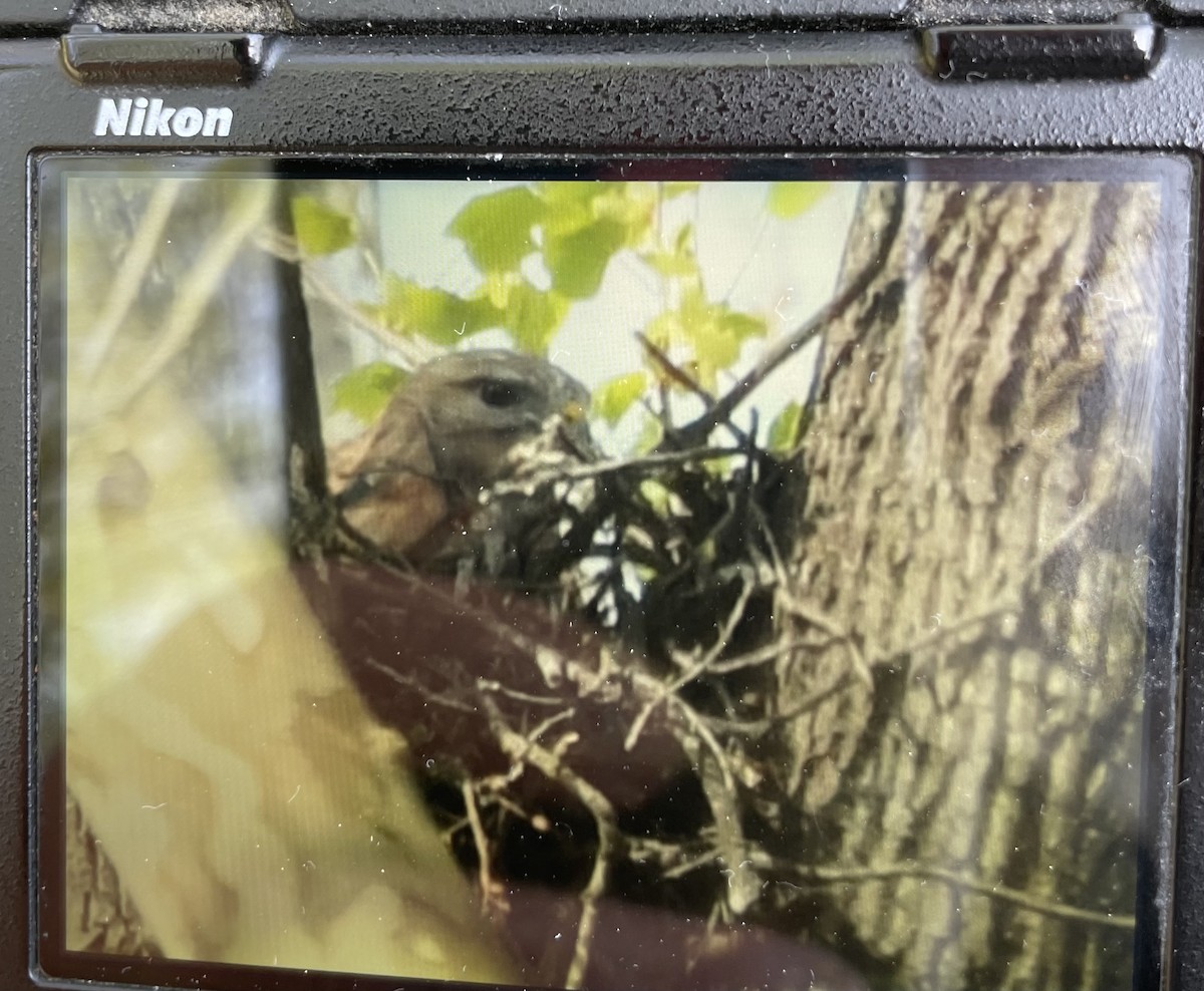 Red-shouldered Hawk - ML618077809