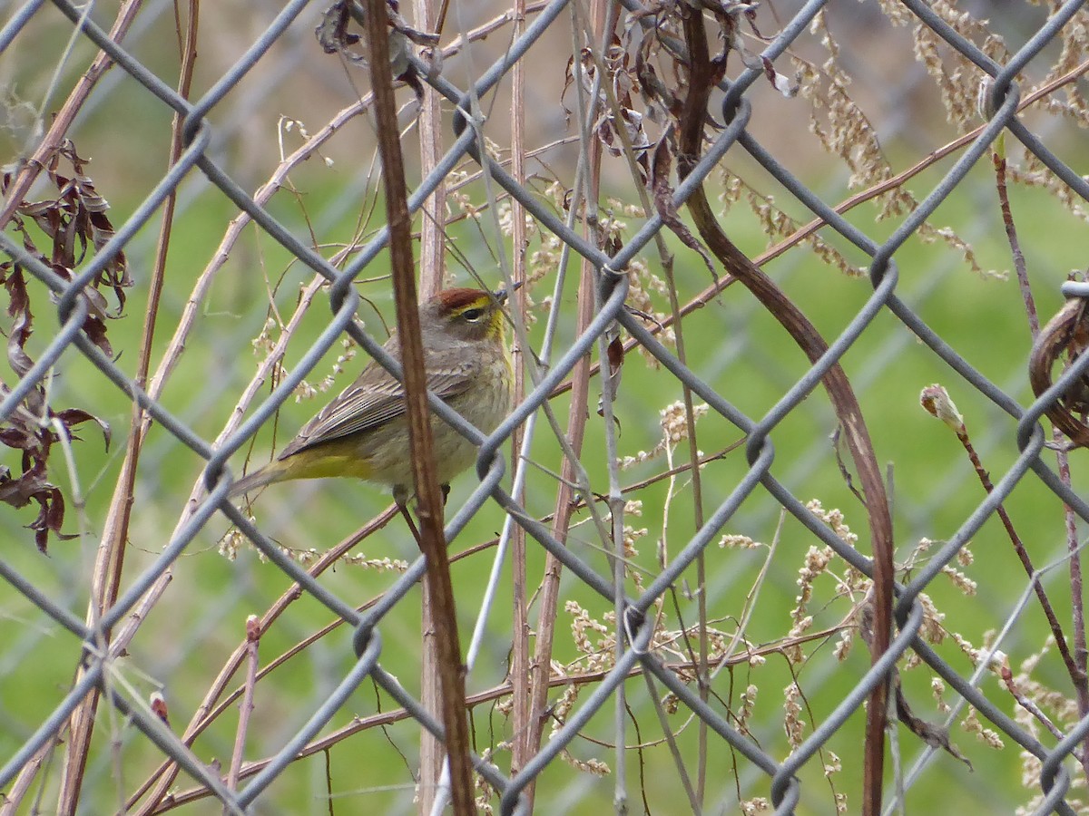 Palm Warbler - ML618077812