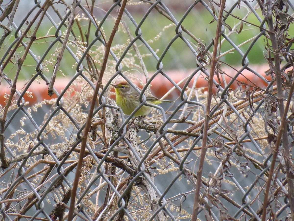 Palm Warbler - M. Jordan