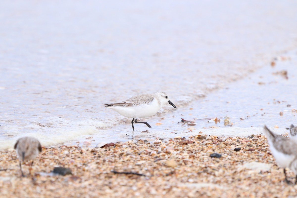 Sanderling - ML618077819