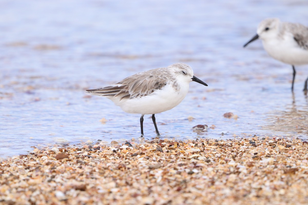 Sanderling - ML618077822