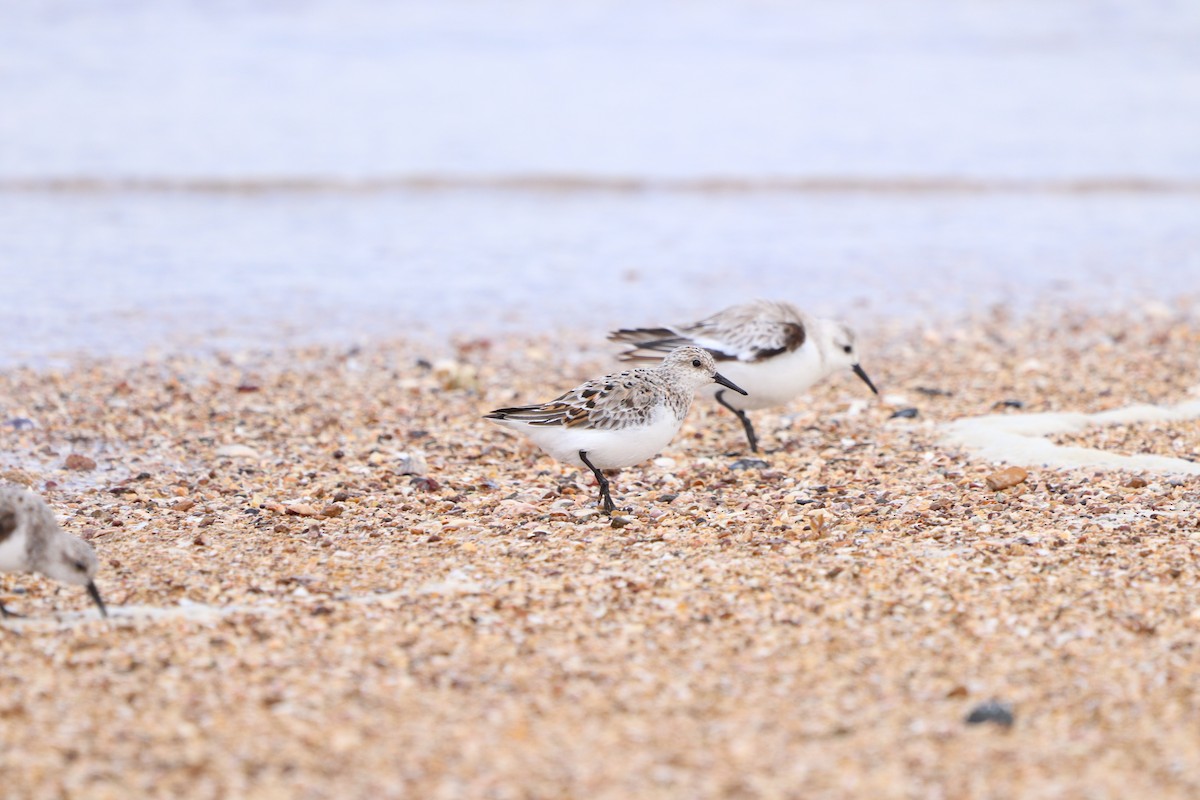 Sanderling - ML618077823