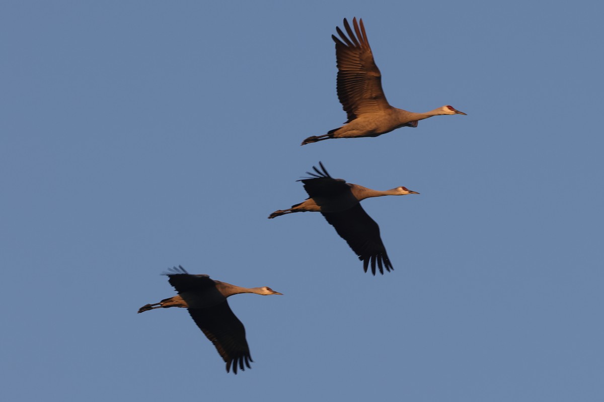 Sandhill Crane - Fabio Olmos