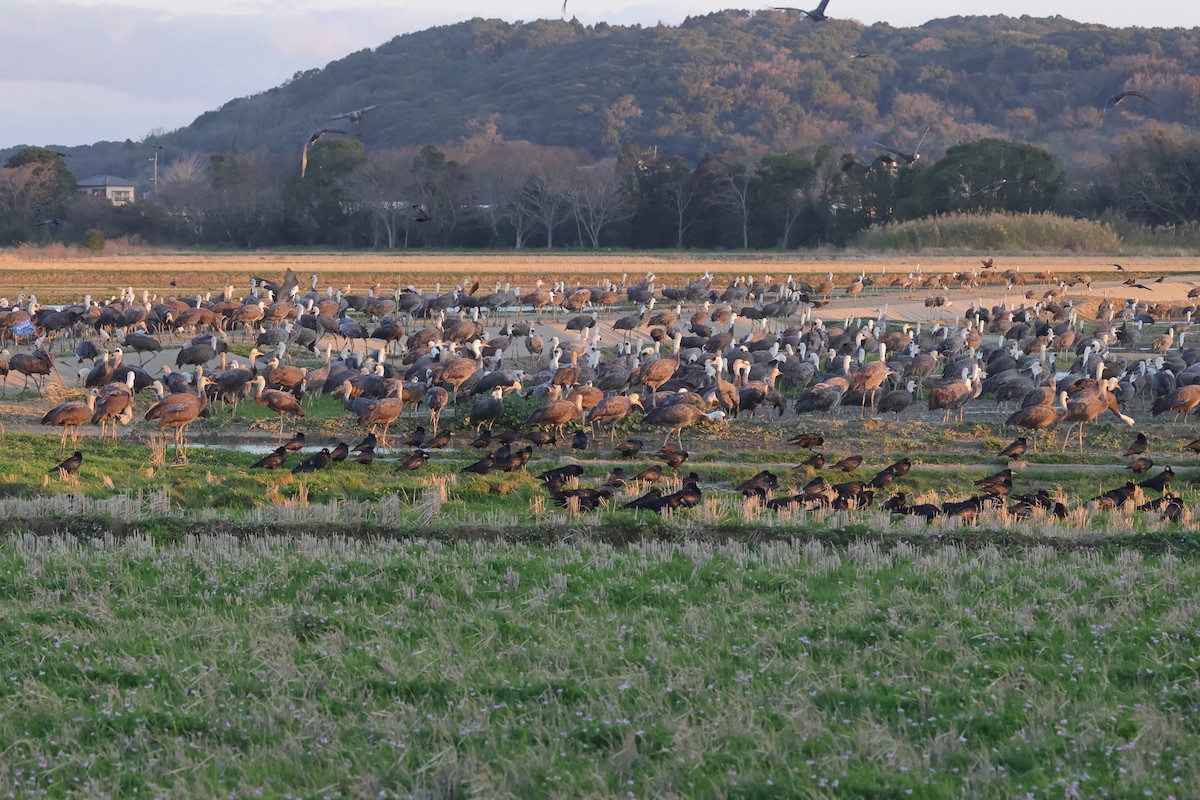 Hooded Crane - ML618077834