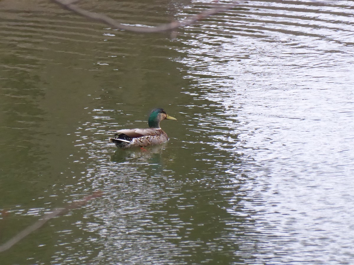 Mallard - M. Jordan