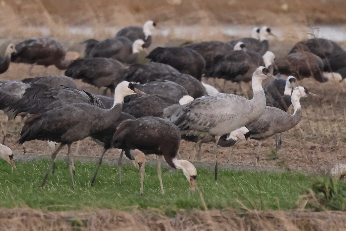 Common x Hooded Crane (hybrid) - ML618077858