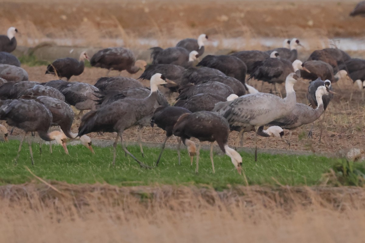 Common x Hooded Crane (hybrid) - ML618077861