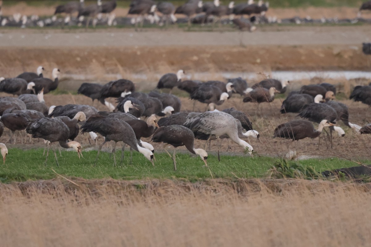 Common x Hooded Crane (hybrid) - ML618077863