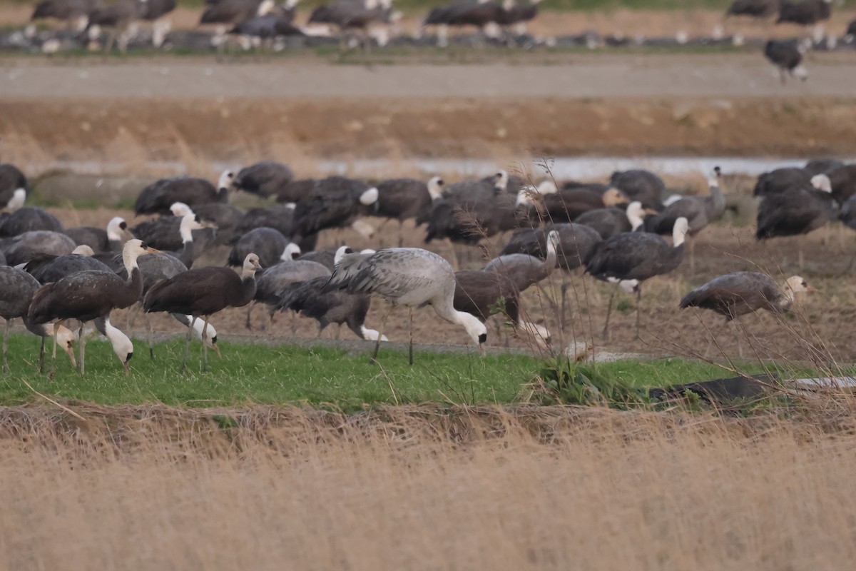 Grulla Común x Monje (híbrido) - ML618077864