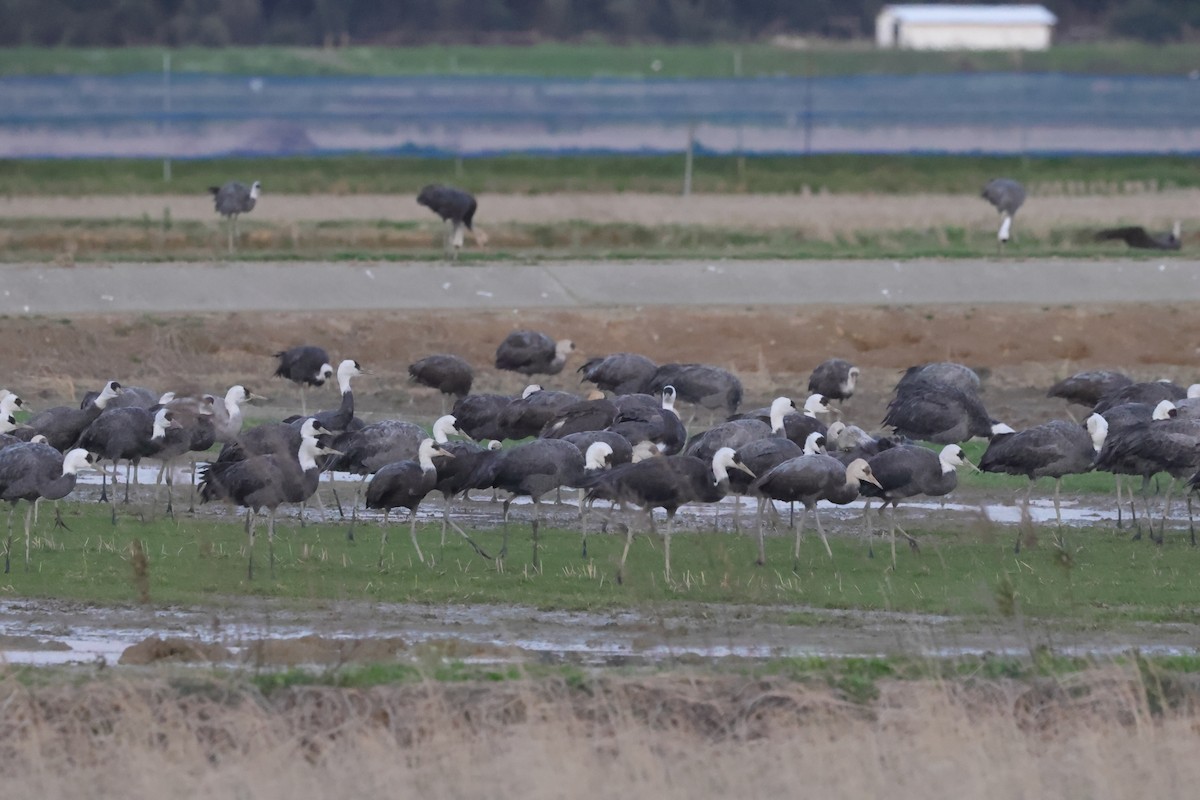 Hooded Crane - ML618077877