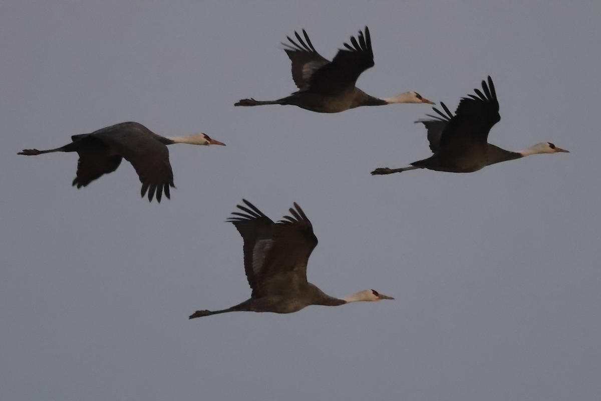 Hooded Crane - ML618077878