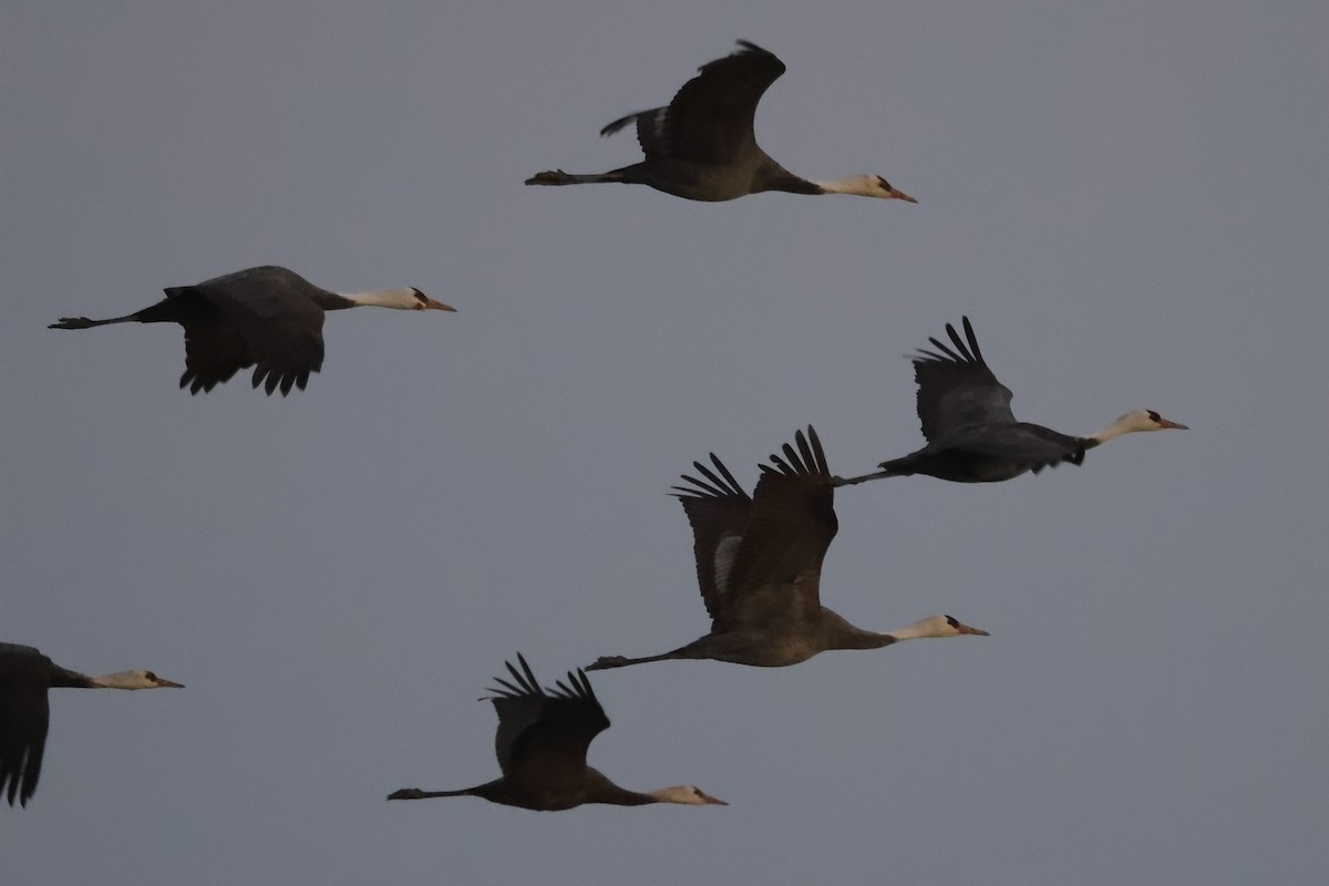 Hooded Crane - ML618077879