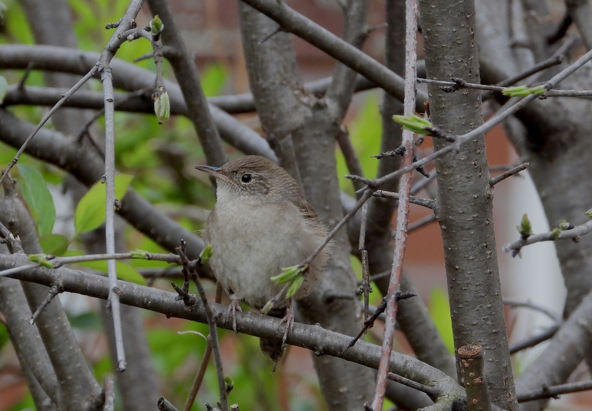 House Wren - Pat Hare