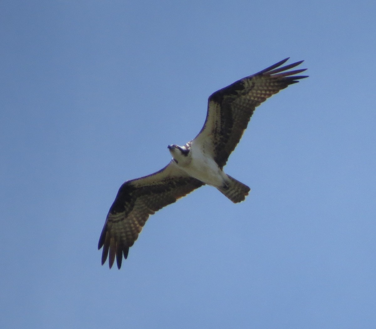 Osprey - Chris Floyd