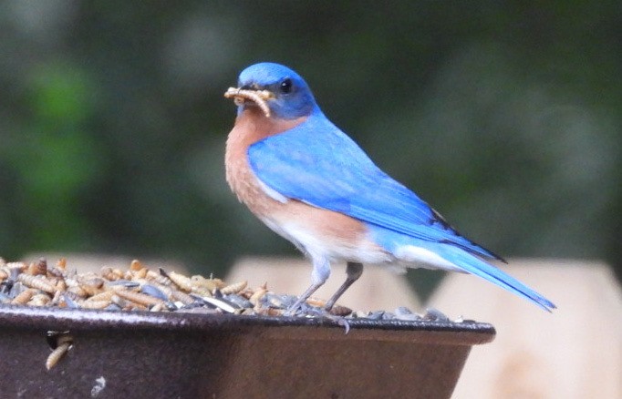 Eastern Bluebird - Bonnie Cockings