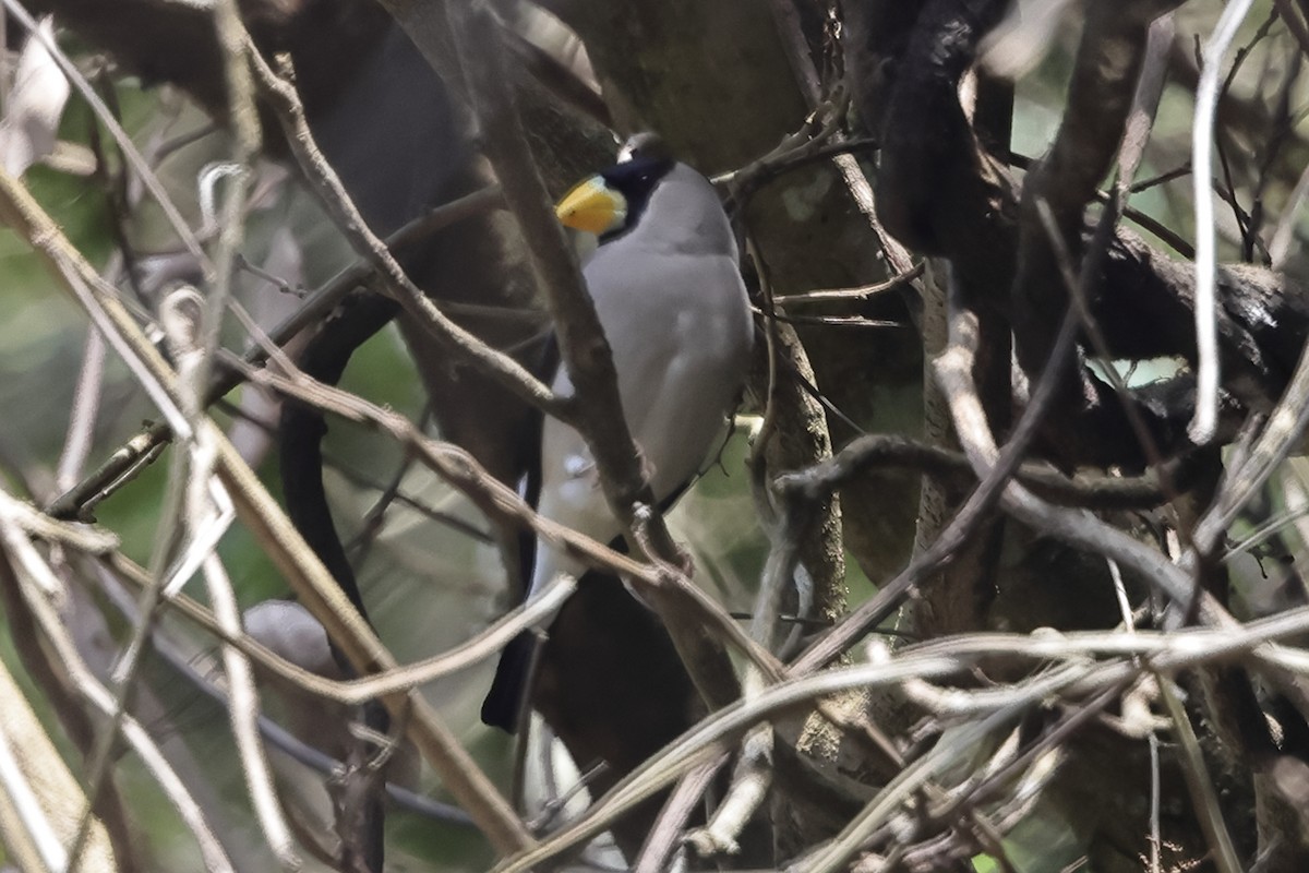 Japanese Grosbeak - Fabio Olmos