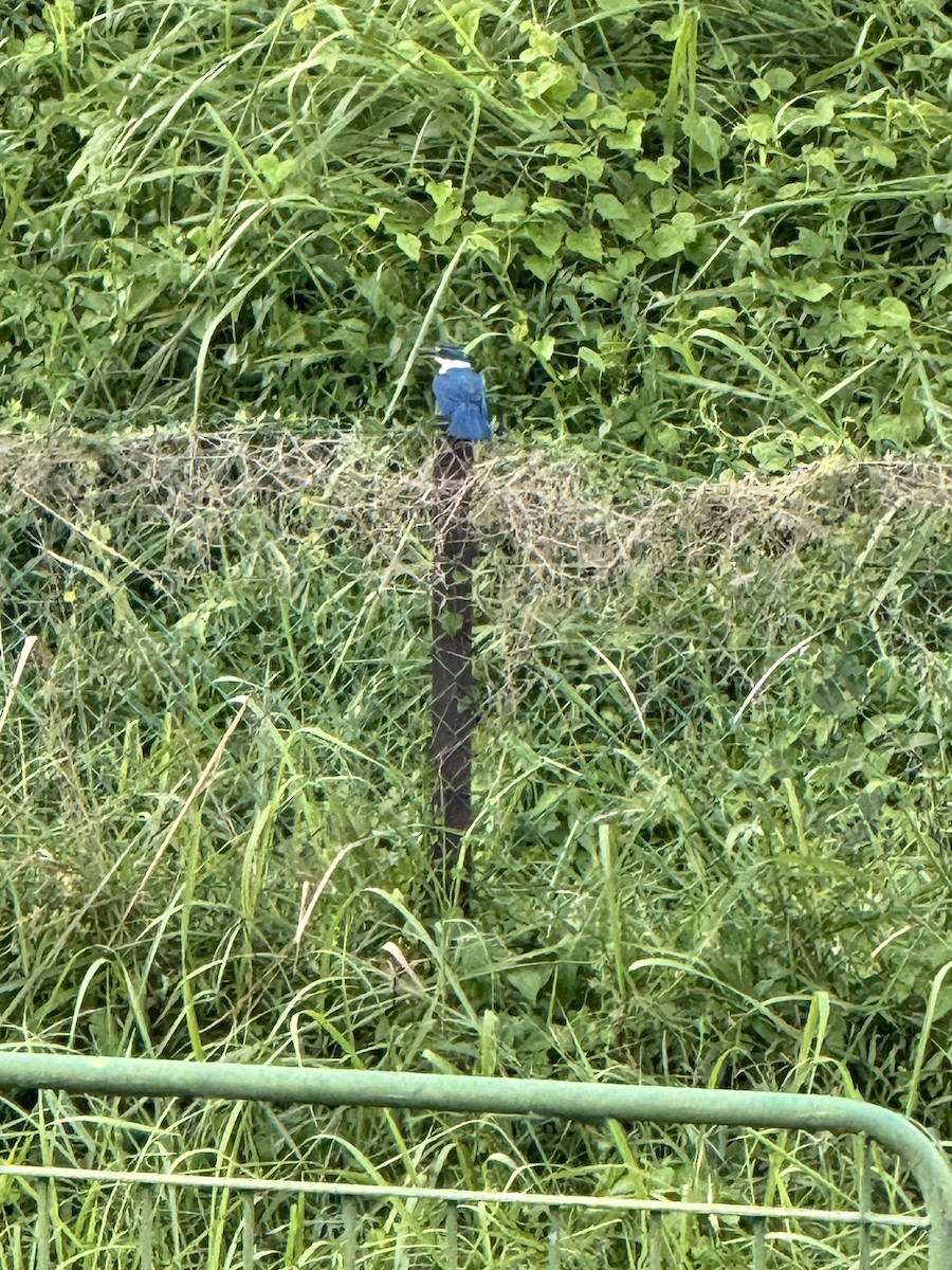 Collared Kingfisher - C Tan