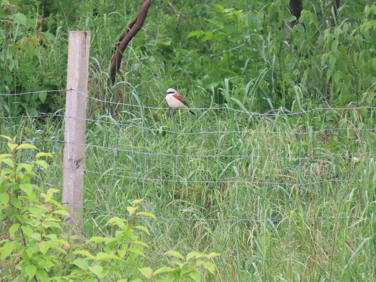 Red-backed Shrike - Jacopo Bianchi