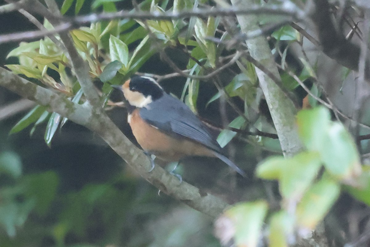 Varied Tit - Fabio Olmos