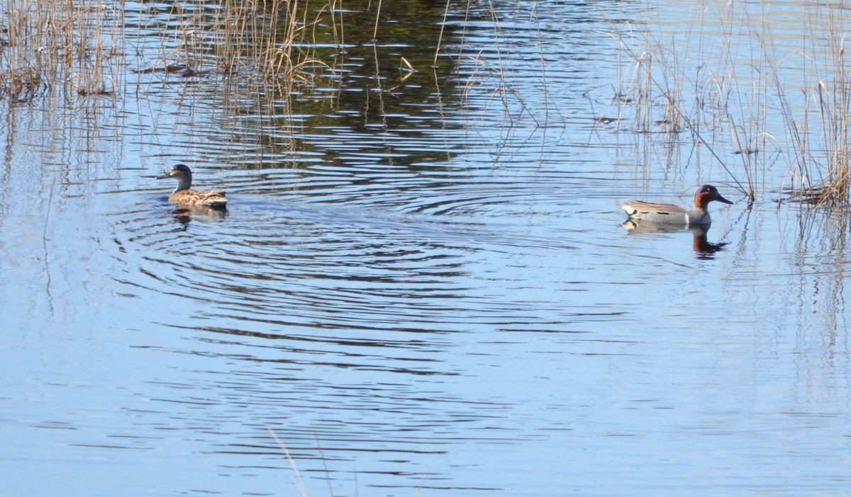 Green-winged Teal - Jean-Guy Cormier