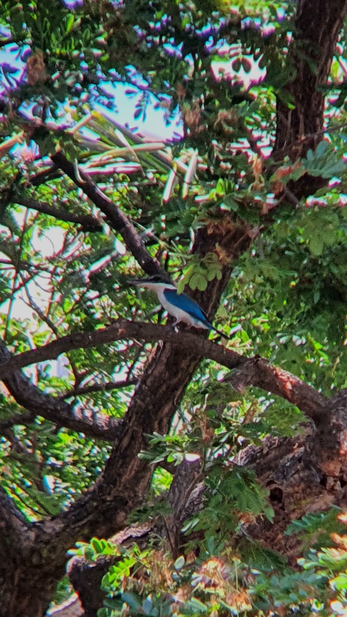 Collared Kingfisher - ML618077948