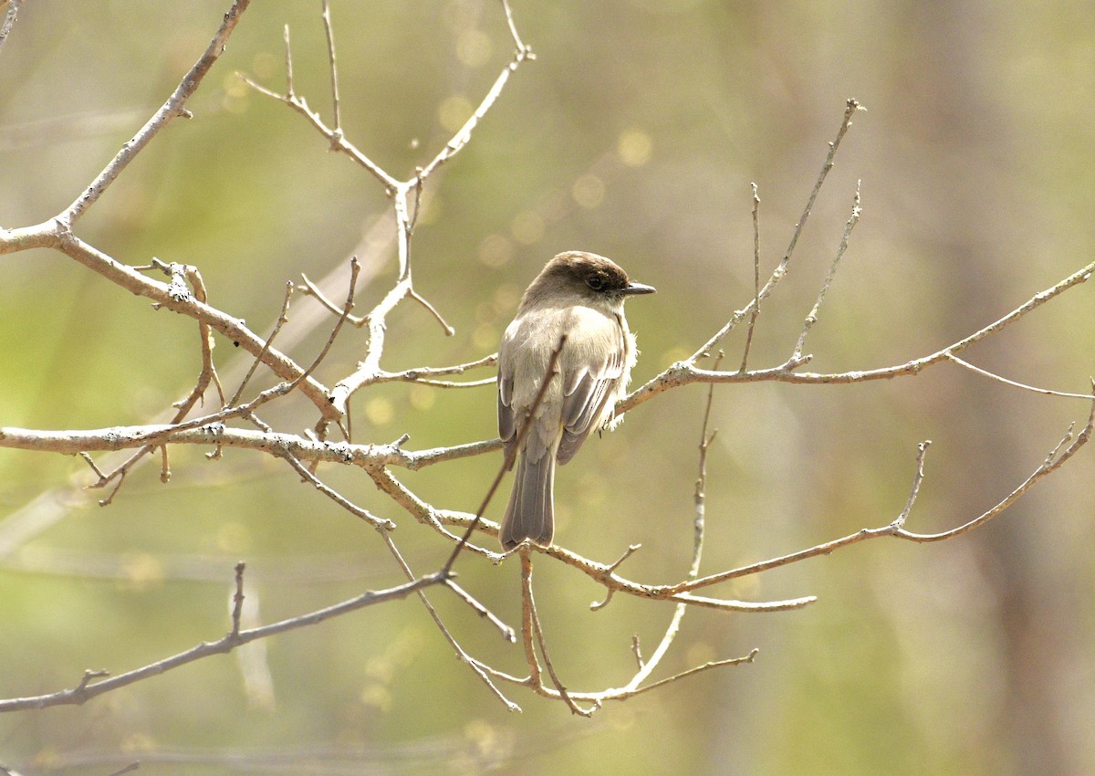 Eastern Phoebe - Robert Savoie