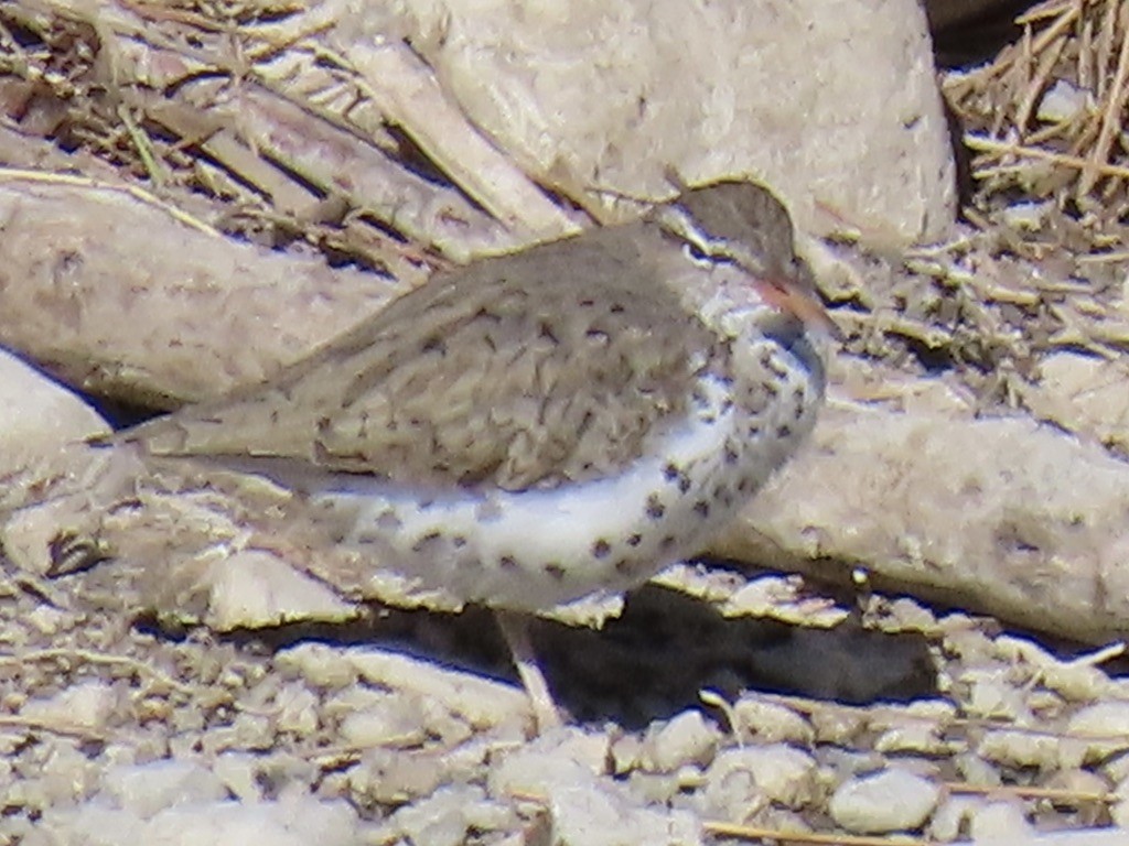 ביצנית נקודה - ML618077990