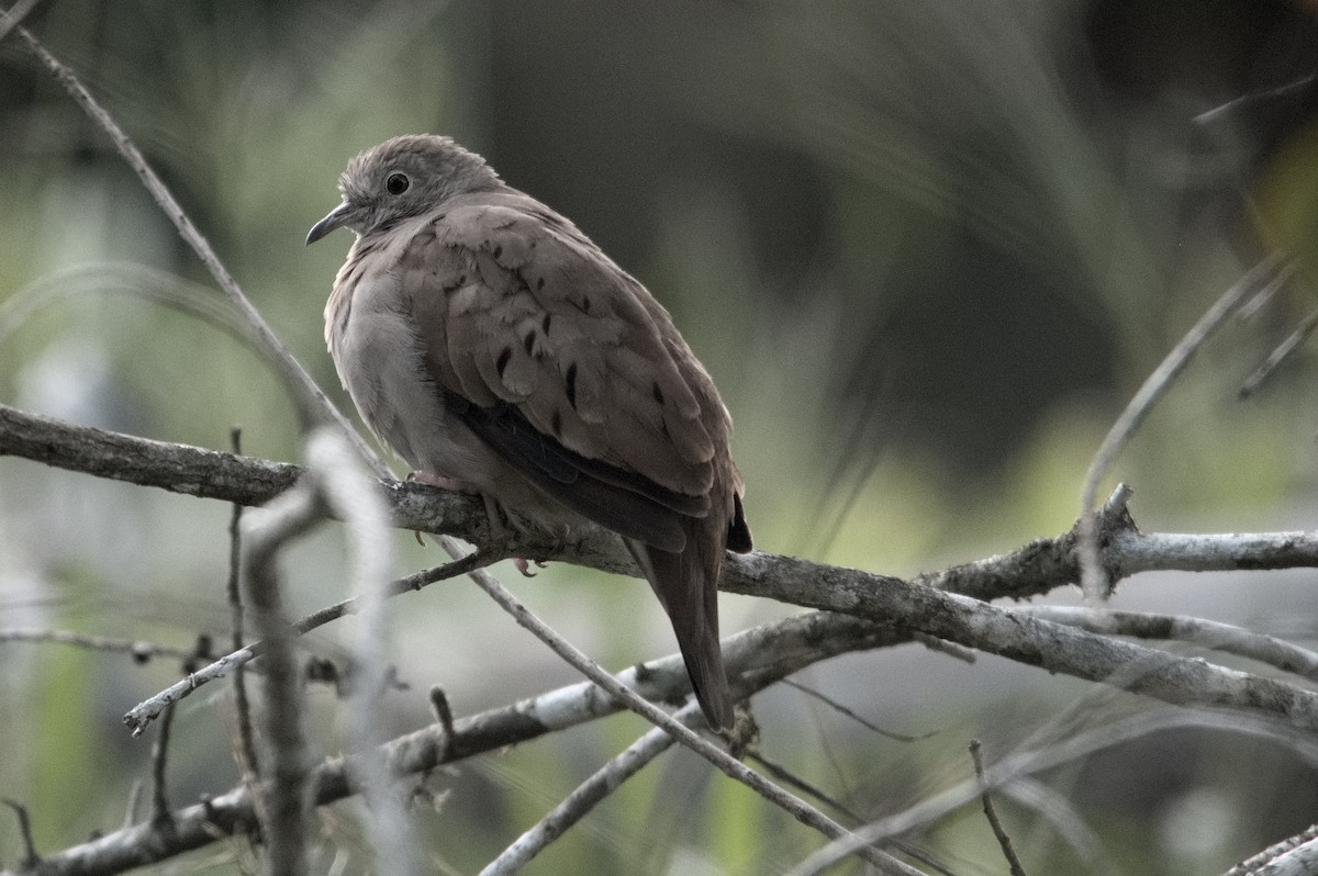 Ruddy Ground Dove - ML618077996